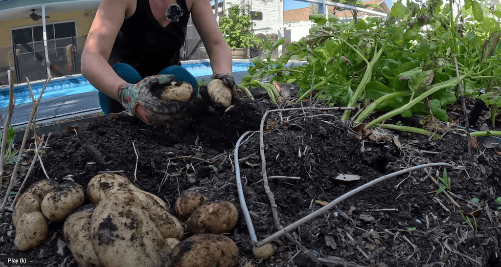 Potato Harvest in Florida